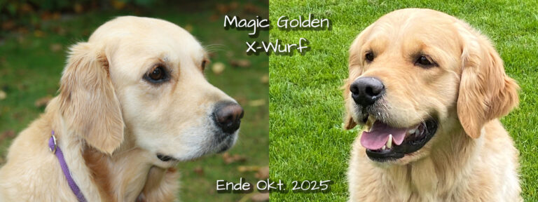 Magic Golden X-Wurf erwartet!